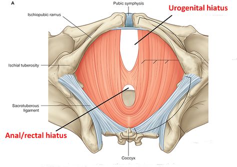 ANATOMY | Pelvic diaphragm Pelvic Diaphragm, Pelvis Anatomy, Health And Wellbeing, Anatomy, Medical