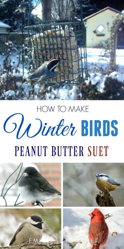 This homemade recipe is for wild birds in the winter when food is scarce. It's a simply way to provide good nutrition. #birdfeeders #suet #empressofdirt Winter Bird Feeders, Backyard Birds Watching, Backyard Birds Sanctuary, Backyard Birds Feeders, Bird Suet, Bird Seed Ornaments, Bird Feeder Craft, Bird Treats, Homemade Bird Feeders