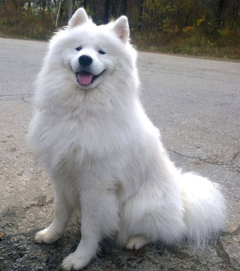 Cute White Dogs, Rare Dogs, Expensive Dogs, Game Hunting, Samoyed Dog, Beautiful Dog Breeds, Dream Things, Samoyed Puppy, Most Beautiful Dogs