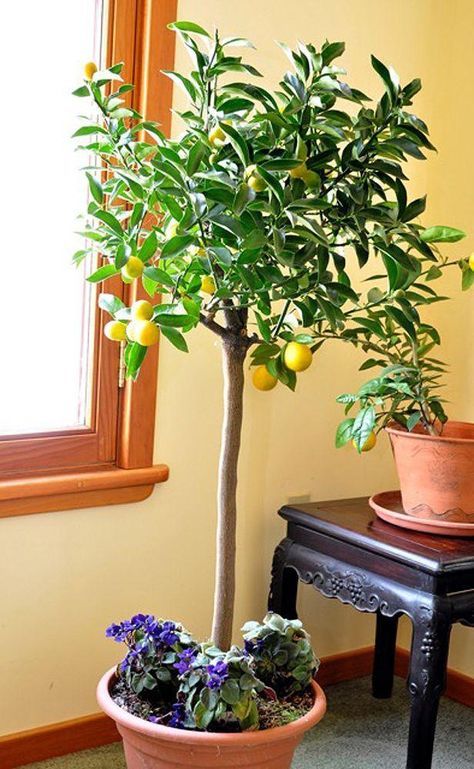 nagami and meiwa!!Kumquat an unusual potted citrus bearing edible fruit | Home and Garden | postandcourier.com Inside House Plants, Kumquat Tree, Large Indoor Plants, Umbrella Tree, Citrus Plant, Corn Plant, Dogwood Trees, Inside Plants, House Plants Decor