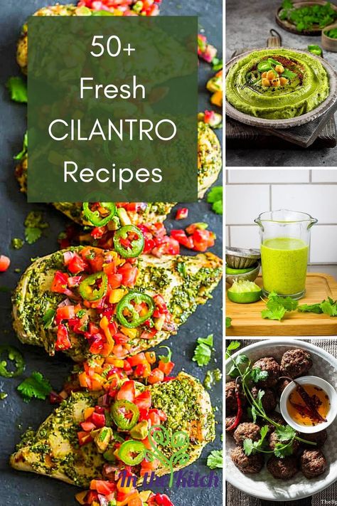 These fresh cilantro recipes will easily provide you with some great meal options! Check them out at inthekitch.net #inthekitch #cilantro #recipes How To Use Cilantro, Fresh Cilantro Recipes, Coriander Recipes, Cilantro Salad, Lime Rice Recipes, Cilantro Lime Shrimp, Cilantro Recipes, Cilantro Pesto, Grilled Chicken Tacos