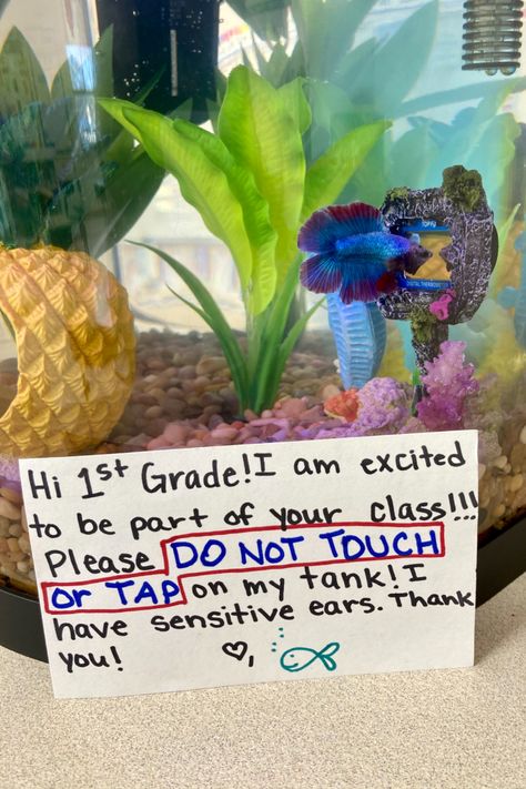 Fish Tank In Classroom, Classroom Fish Tank Class Pet, Classroom Fish Tank, Nurture Room, Aquarium Room, Him Pictures, 2023 Classroom, Classroom Pets, Teacher Classroom Decor