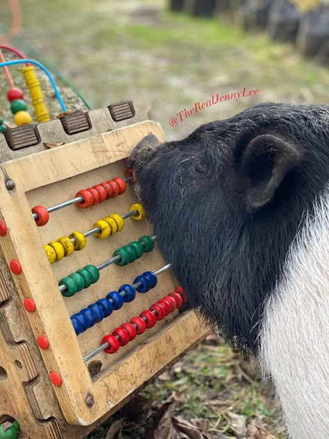 Potbelly Pig Pen Ideas, Enrichment For Pigs, Pig Pen Game, Pig Enrichment Ideas, Farrowing Pen Pigs Diy, Pig Playground, Pig Pen Ideas, Toys For Pigs, Pig Enrichment