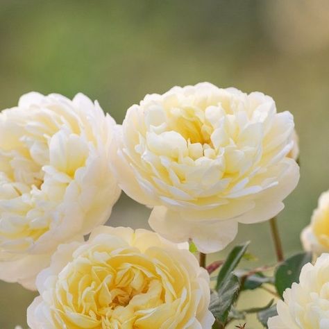 David Austin Roses on Instagram: "Add a touch of elegance to your garden with Nye Bevan (Auspital). This exceptional English rose deserves the admiration it receives. With scallop-shaped petals and hues of soft yellows that gracefully pale to cream, it stands proudly against its mid-green semi-glossy foliage, complimenting a diverse array of companion plants. 

To delve deeper into the allure of this enchanting rose on our  website. 

#davidaustinroses #elegantroses #englishroses" Companion Plants, Instagram Add, David Austin Roses, David Austin, English Rose, English Roses, Green Rose, Companion Planting, Austin