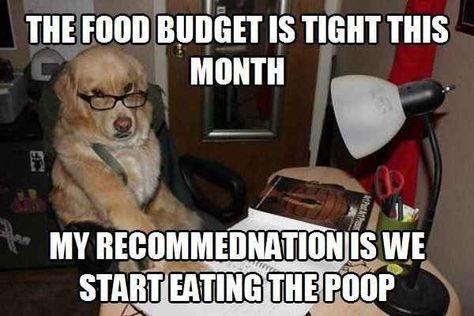 Off-campus living means more control. More control means you can SAVE MONEY. | 21 Lessons You Learn Living Off Campus The Bloodhound Gang, Accounting Humor, Tennis Funny, 10 Funniest, Funny Dog Memes, Wearing Glasses, Dog Quotes, Funny Animal Pictures, Dog Memes