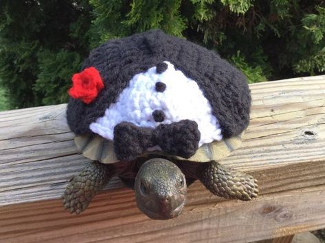 Tortoises Strike a Pose for the New Sweater Winter Collection - I Can Has Cheezburger? Tortoise Clothes, Turtle Clothes, Turtle Pets, Pet Tortoise, Turtle Sweaters, Russian Tortoise, Cute Tortoise, Tortoise Habitat, Baby Tortoise