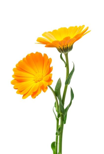 Calendula marigold flowers with leaves i... | Premium Photo #Freepik #photo #calendula #flower #flower-background #petals Calendula Flower Aesthetic, Calendula Tattoo, Flowers With Leaves, Marigold Flowers, Calendula Flower, Marigold Flower, Applique Quilting, Flower Background, Premium Photo