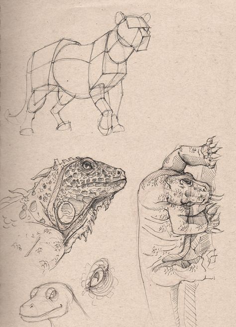 ArtBlog of Luis F. Sanchez: Dynamic Sketching at CDA Peter Han, Graphic Novel Illustration, Cats Art Drawing, Art Basics, Animal Study, Cartoon Sketches, Sketch Inspiration, Sketchbook Inspiration, Animal Sketches