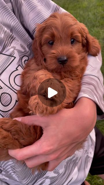 Teacup/Petite/Mini Goldendoodles on Instagram: "More Mila puppies coming in a week and a half! We have open spots! DM me. 🐾❤️ #petitegoldendoodle #minigoldendoodle" Mini Goldendoodles, Mini Golden Doodle, Teacup Dogs, Cute Teacup Puppies, Mini Goldendoodle Puppies, Cutest Puppies, Mini Goldendoodle, Goldendoodle Puppy, Teacup Puppies