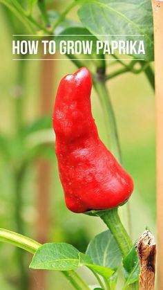 Learn to grow Paprika peppers with this how to guide. You can start growing paprikas this spring! Paprika Peppers, Paprika Pepper, Growing Peppers, Indoor Vegetables, Growing Tomatoes In Containers, Container Gardening Ideas, Grow Tomatoes, Indoor Vegetable Gardening, Organic Vegetable Garden