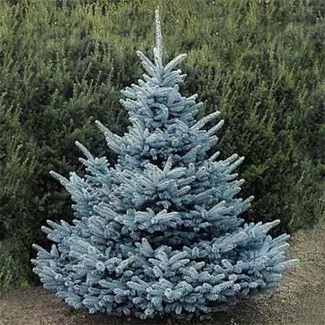 Picea pungens 'Blue Diamond' Christmas Tree Varieties, Picea Pungens Glauca, Blue Spruce Tree, Colorado Spruce, Colorado Blue Spruce, Picea Pungens, Evergreen Bush, Types Of Christmas Trees, Spruce Tree