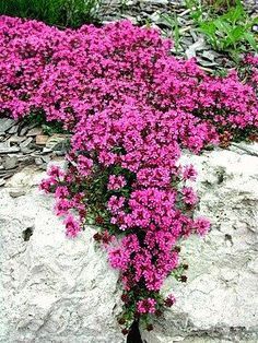 Creeping Thyme Ground Cover, Thyme Ground Cover, Rock Wall Landscape, Perennials Low Maintenance, Rock Wall Gardens, Creeping Thyme, Shade Garden Design, Long Blooming Perennials, Rock Plants