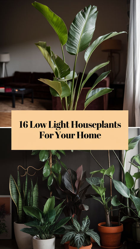 Low light? No problem! Try these indoor plants that don’t require sunlight. Artificial Light Plants Indoor, Plants That Can Live In The Dark, Best Plants For Dark Rooms, Best Indoor Plants For Low Light Offices, Good House Plants Low Lights, House Plants In Small Spaces, Plants That Grow In Low Light Indoors, Plants That Don’t Require Sunlight, Large Plant In Bedroom