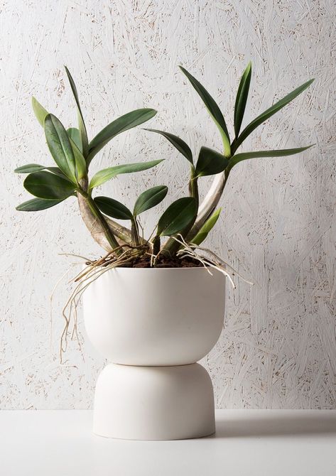 Water Catchment, Planter Design, Unique Planter, Chalk White, Large Planters, Self Watering, Plant Species, Arte Floral, Large Vase