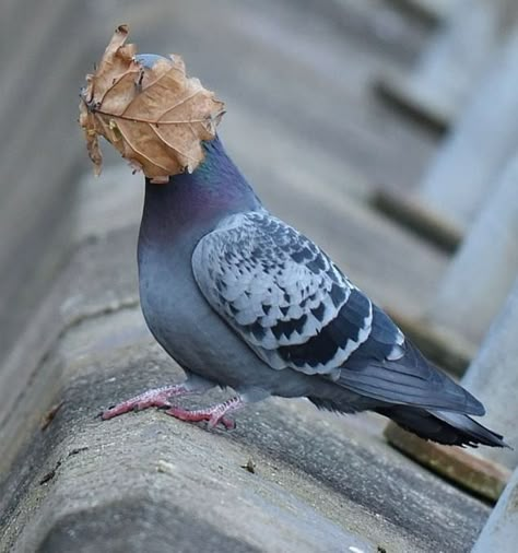 Silly Birds, Cute Pigeon, Comedy Wildlife Photography, Pigeon Pictures, The Pigeon, 수채화 그림, Wildlife Photos, Funny Birds, 웃긴 사진