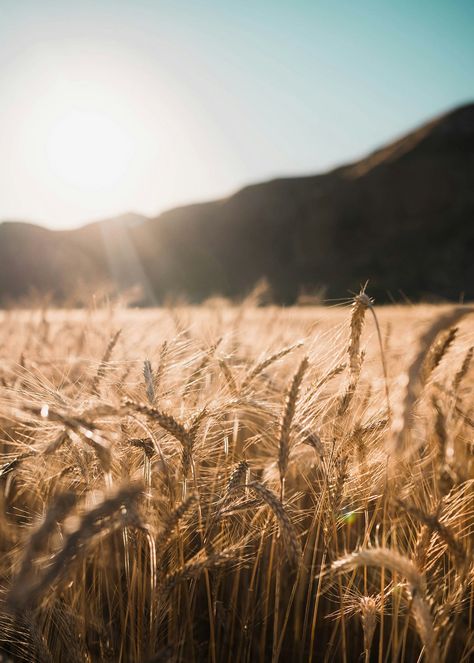 🌾 “Harvesting Abundance: Secrets of Wheat in Witchcraft” 🌾  Unearth the mystical alchemy of wheat! 🌟✨  🔮 Dive into ancient rituals where grains whisper spells and bread becomes a talisman. From sacred sowing to harvest moon rites, this blog unveils the hidden magic within every kernel. 🍞🌕 Wheat Field Aesthetic, Field Aesthetic, Field Wallpaper, Plant Images, Wheat Field, Close Up Photography, Wheel Of The Year, Wheat Fields, Nature Aesthetic