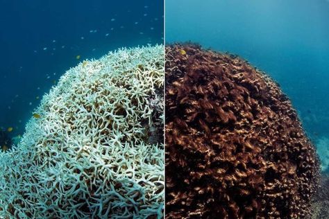 “This year has seen the worst mass bleaching in history,” said the letter. “Threatening many coral reefs around the world including the whole of the northern Great Barrier Reef, the biggest and best-known of all reefs.” | Coral Scientists Urge Malcolm Turnbull To Do More To Save The Reef Coral Reef Bleaching, Ocean Acidification, After Earth, Coral Bleaching, Ted Bundy, The Great Barrier Reef, The Weather Channel, Marine Biology, Great Barrier Reef