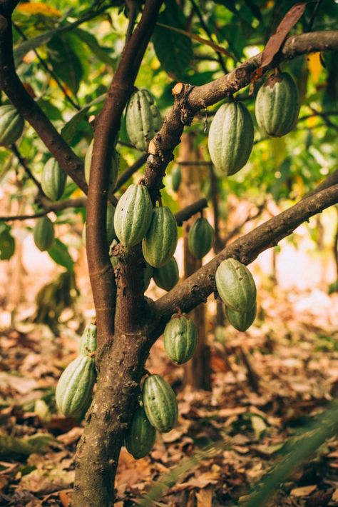 Creole Aesthetic, Cacao Aesthetic, Cacao Packaging, Cacao Plant, Chocolate Plant, Dandelion Chocolate, Cocoa Tree, Cocoa Plant, Cocoa Fruit