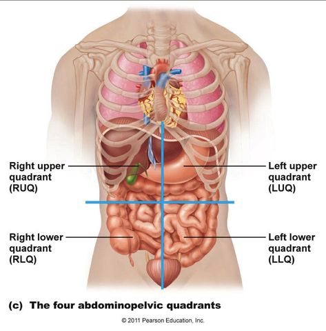 Stomach Pics, Stomach Diagram, Human Organ Diagram, Body Organs Diagram, Human Anatomy Picture, Respiratory System Anatomy, Human Anatomy Chart, Human Body Diagram, Human Anatomy Female