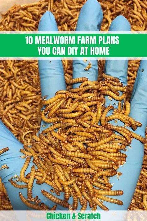 10 Mealworm Farm Plans You Can DIY at Home Meal Worms For Chickens, Worm Farm Diy, Mealworm Farm, Meal Worms Raising, Feeding Chickens, Raising Quail, Meal Worms, Raising Farm Animals, Chicken Feeders