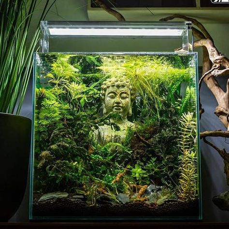 Image may contain: plant Jungle Fish Tank, Asian Aquarium Ideas, Natural Aquarium Ideas, Aquarium With Plants, Biotope Aquarium, Small Aquarium, Fish Aquarium Decorations, Fish Tank Themes, Aquarium Set