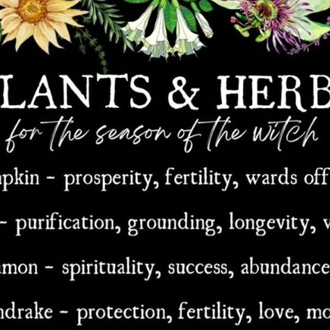 Gaelic Witch on Instagram: "Plants and herbs for the season of the witch 

Post by @starlightandsage_ 

#witch #witchcraft #samhain #samhainblessings ##halloween #witchquotes #seasonofthewitch #autumn #autumnvibes #fall #fallvibes #samhainiscoming #herbalism #herbs #flowers #flower #pumpkin #pumpkins" Witchcraft Samhain, Ancestor Work, Goddess Persephone, Magical Plants, The Season Of The Witch, Flower Pumpkin, Witch Quotes, Prosperity And Abundance, Creative Content