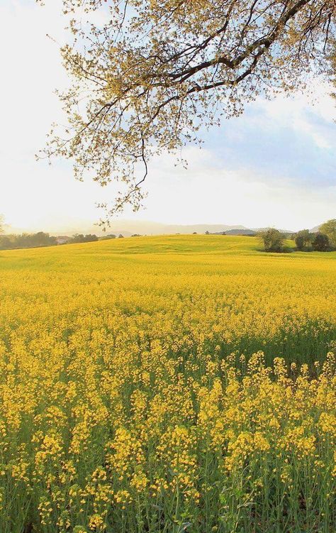 Yellow Spring Aesthetic, Yellow Flower Field, Yellow Landscape, Yellow Spring Flowers, Yellow Field, Sisters Photoshoot Poses, Spring Yellow, Love Collage, Yellow Springs