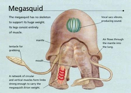 Megasquid | Speculative Evolution Wiki | Fandom Speculative Evolution, Alien Concept, Eat Me, Alien Planet, Alien Concept Art, Alien Creatures, Creature Concept Art, Creature Concept, Animal Planet