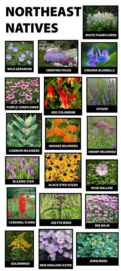 Maine Flowers, Michigan Landscaping, Pollinator Garden Design, Michigan Gardening, Native Plant Landscape, Flower Garden Plans, Pollinator Plants, Native Plant Gardening, Wildflower Garden