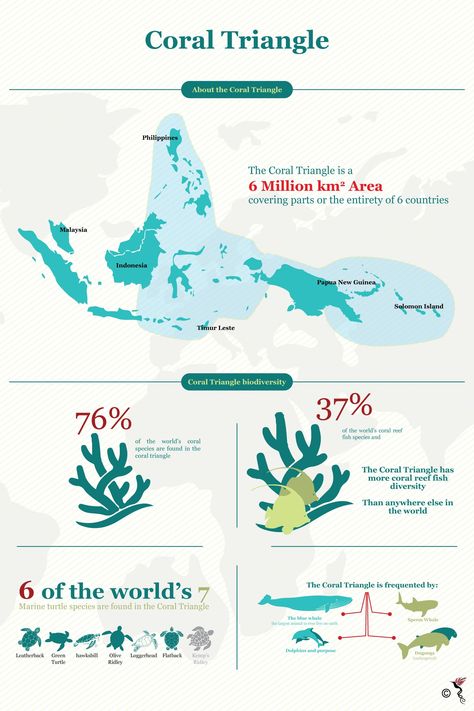 Coral Triangle facts. Coral Reef Infographic, Cool Sea Creatures, Science Communication, Conference Poster, Beach Coral, Instagram Design Creative, Marine Pollution, Save Our Earth, Biology Notes