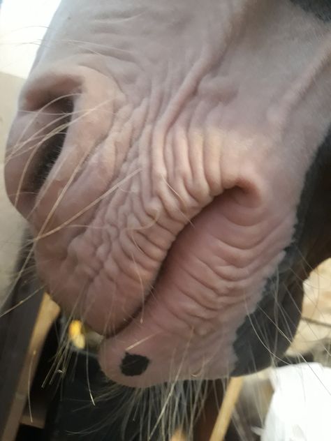 Flying Paul's wrinkles...not old, but not young :) Horses Portrait, Horse Nose, Horse Mouth, Kathiyawadi Horse, Equine Anatomy, Painting Horses, Horse Markings, Marwari Horses, Horse Reference