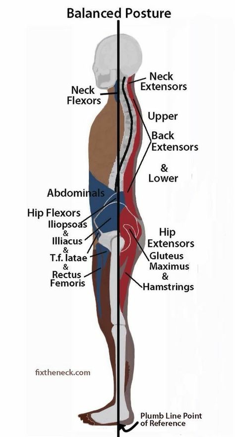 Alexander Technique, Bolesti Chrbta, Yoga Anatomy, Muscle Imbalance, Posture Exercises, Pilates Training, Sciatic Nerve, Anatomy Physiology, Anatomy And Physiology