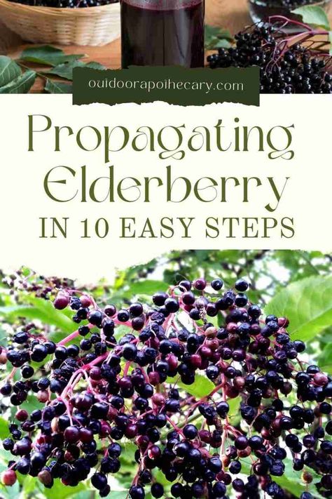 Elderberry Uses, Elderberry Plant, Homesteading Life, Elderberry Syrup Recipe, Elderberry Juice, Homemade Elderberry, Elderberry Recipes, Diy Herbal Remedies, Homemade Tea