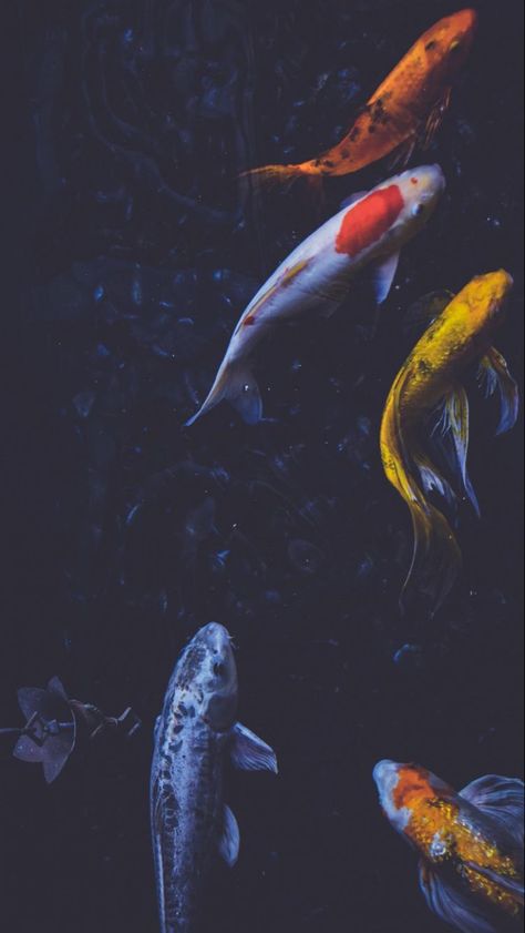 Koi fish aesthetic Fish Aesthetic Wallpaper, Koi Wallpaper, Fish Aesthetic, Fish Background, Koi Painting, Koi Fish Drawing, Koi Art, Fish Wallpaper, Live Wallpaper Iphone