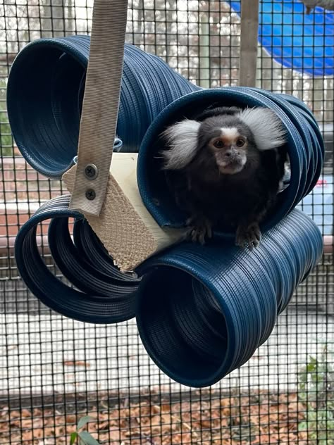 Monkey Enrichment, Primate Enrichment, Monkey Habitat, Monkey Cage, Zoo Enrichment, Marmoset Monkey, Enrichment Projects, Zoo Keeper, Enrichment Activities