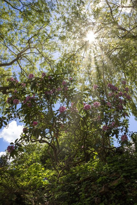 Flowers Sun Sunbeam, #Flowers, #Sunbeam, #Sun Tree Lighting, Public Domain Images, Blossom Flower, Free Pictures, Free Photo, Brochure Template, Free Photos, Free Images, Stock Images Free