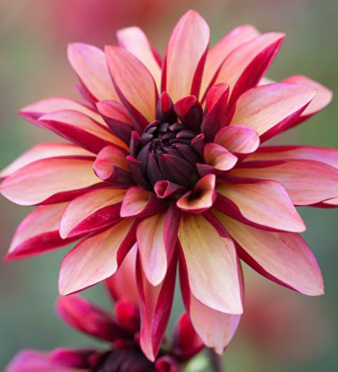 Dahlia 'Julie One', a softer orange-apricot petal than Dahlia 'Jescot Julie'. This is a new found favourite. Buy today. Dahlia Flower Arrangements, Sarah Raven, Flower Reference, Growing Dahlias, Flowers Quotes, Dahlia Flower, Climbing Roses, Flower Photography, Home Flowers