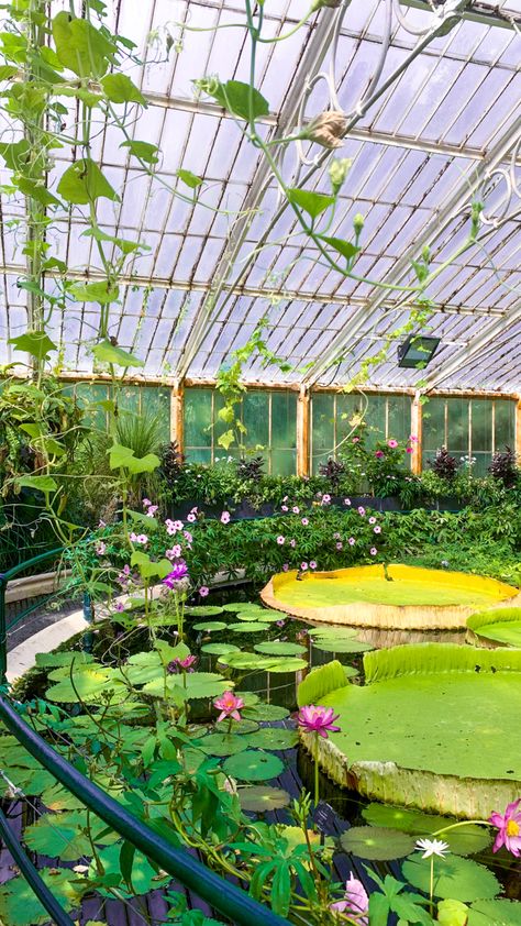 royal botanical gardens, kew gardens, london green house giant lilypads aesthetic Koi Aesthetic, Kew Gardens London, Garden Illustration, Garden Drawing, London Aesthetic, Royal Green, Royal Garden, Kew Gardens, Green House