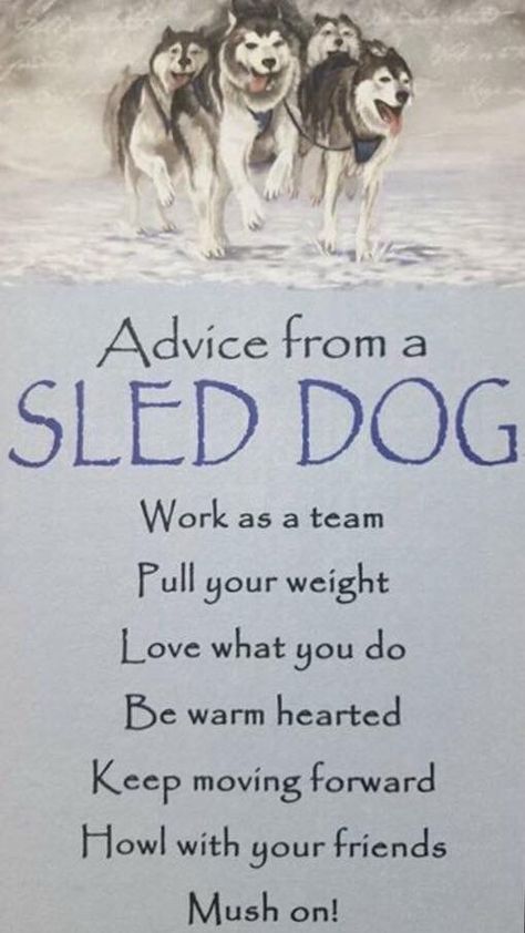 Advice from a Sled Dog                                                                                                                                                                                 More Husky Quotes, Sled Dog, Animal Spirit Guides, Advice Quotes, Husky Dogs, Dog Sledding, Nature Quotes, Spirit Guides, Dog Quotes