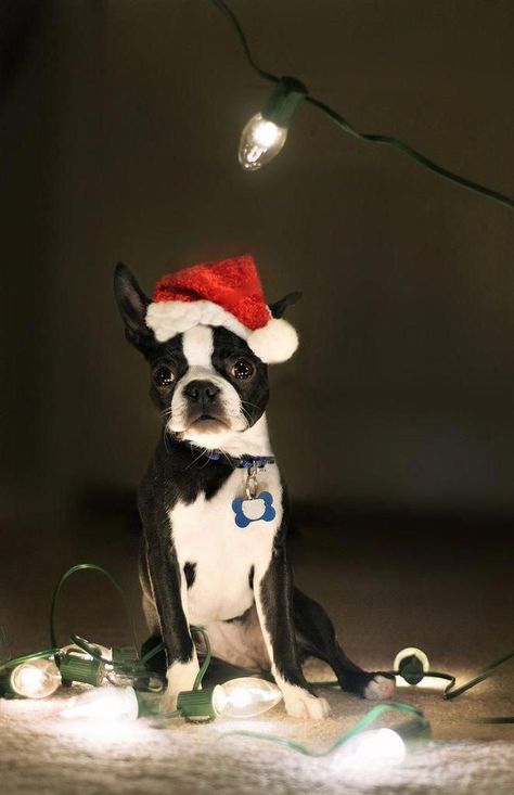 Boston Terrier Photography, Boston Terrier Clothes, Boston Terrier Accessories, Red Boston Terriers, English Terrier, Boston Terrier Names, Boston Terrier Christmas, Puppy Mix, Merry Woofmas