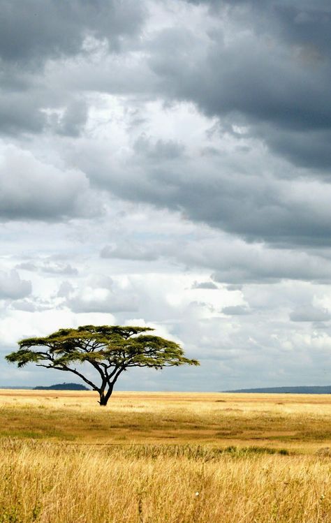 African Tree, Tanzania Travel, Africa Photography, Tanzania Safari, Serengeti National Park, Afrikaanse Kunst, Africa Destinations, Couple Travel, Landscape Wallpaper