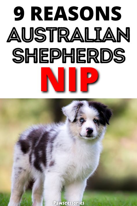 In this post you’ll discover: 9 real reasons why australian shepherds nip, When an australian shepherd nipping is something to worry about, 5 tips to help australian shepherds stop nipping (Tip #1 might seem silly but it works!), And much more. Toy Australian Shepherd Puppy, Australian Shepherd Grooming Styles, Grooming Australian Shepherd, Toy Aussies, Mini Australian Shepard, Miniature Australian Shepherd Puppies, Toy Australian Shepherd, Miniature Australian Shepherd, Australian Shepherd Puppy