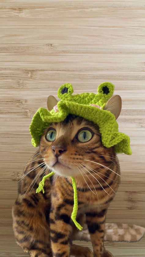 Bengal cat in a frog hat iphone wallpaper 🐸✨ Cat With Frog Hat, Frog Hats, Hat Wallpaper, Cats In Hats, Frog Hat, A Frog, Cat Hat, Bengal Cat, Lock Screen Wallpaper