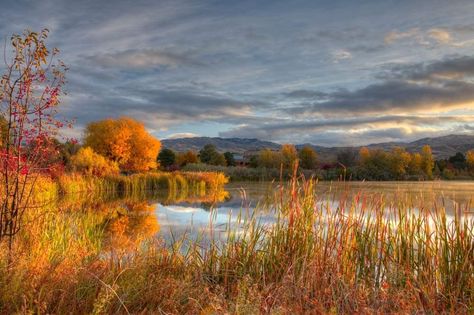 Autumn Landscape Photography, Reflection Pictures, Fall Landscape Photography, Fall Landscape, Aspen Trees, Fall Watercolor, Autumn Landscape, Fall Wallpaper, Nature Paintings