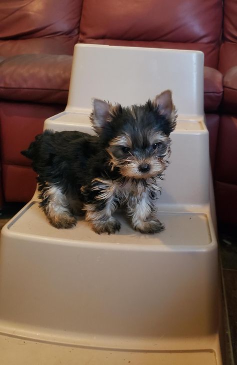 Tiny Tot Yorkies in Missouri | Yorkshire Terrier puppies | Good Dog Yorkies Puppies, Puppy Care Package, Mini Yorkie, Yorkshire Puppies, Puppy Fever, Yorkshire Terrier Puppy, Cute Teacup Puppies, Teacup Yorkie Puppy, Cute Small Dogs