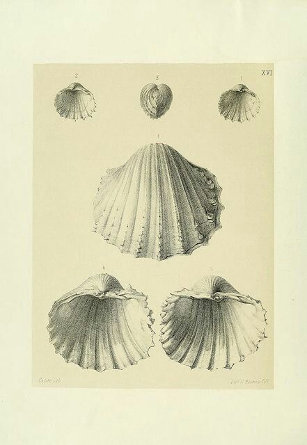 Shell Scientific Illustration, Scallop Shell Illustration, Scallop Shell Drawing, Scallop Drawing, Scallop Illustration, Marisa Ramirez, Ocean Vintage, Shell Drawing, Coquille St Jacques