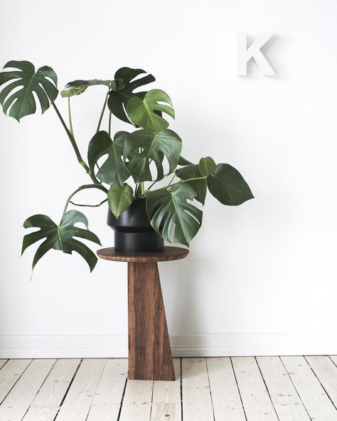 Scandi Six: Norwegian Instagram Accounts to Follow - Askogeng - Scandinavian Standard Scandi Plants, Scandinavian Plants, Scandinavian Plant, Statement Plants, Norwegian Landscape, Plant Style, Scandinavian Interiors, Flower Installation, Sales Office