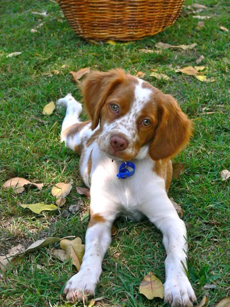 Brittney Spaniel, Brittany Spaniel Puppies, Brittany Puppies, French Brittany, Brittany Spaniel Dogs, Walking Your Dog, Head Tilt, Brittany Spaniel, Spaniel Puppies