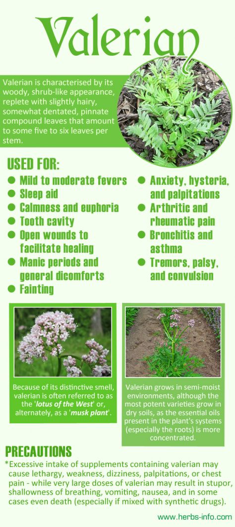 Valerian Essential Oil, Sleep Benefits, Medicinal Herbs Garden, Valerian Root, Healing Plants, Herbal Healing, Herbs For Health, Valerian, Healing Herbs