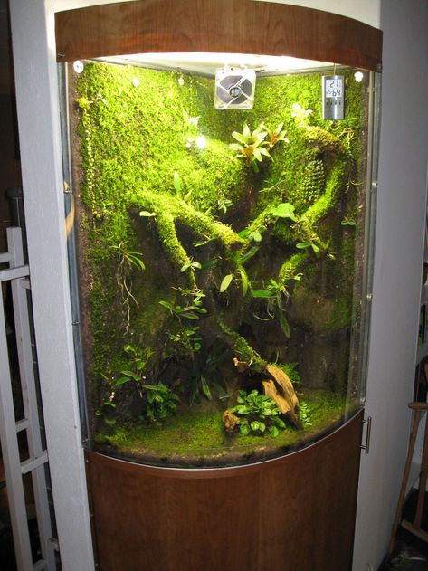 Bonsai Aquarium, Bioactive Vivarium, Hermit Crab Tank, Gecko Habitat, Tropical Terrariums, Frog Habitat, Frog Terrarium, Gecko Terrarium, Aquarium Terrarium